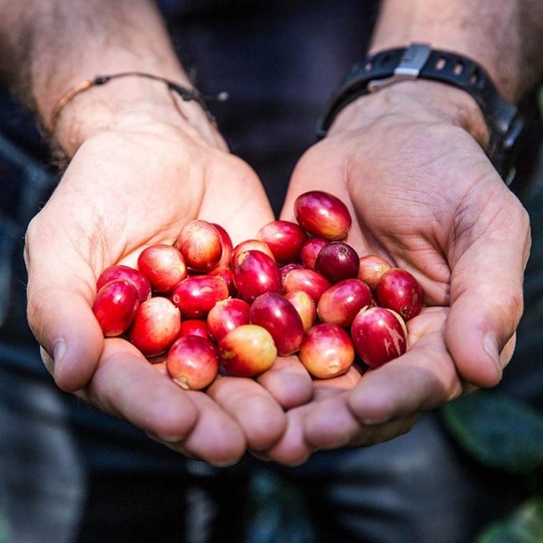 Coffee beans in hands