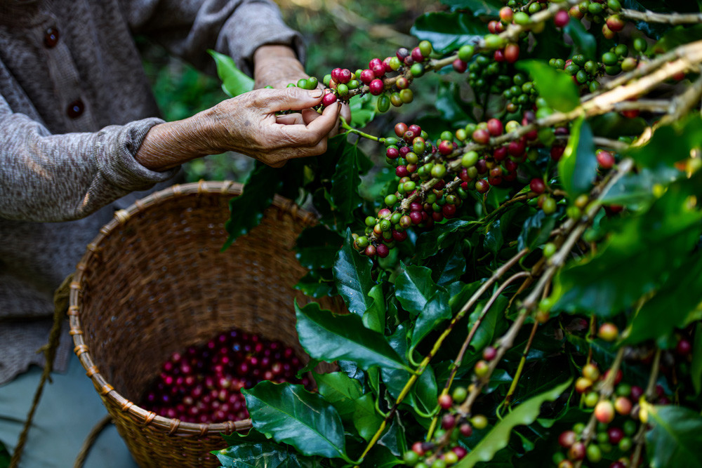 Harvesting coffee beans