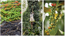 Black Pepper farming in Kerala in India